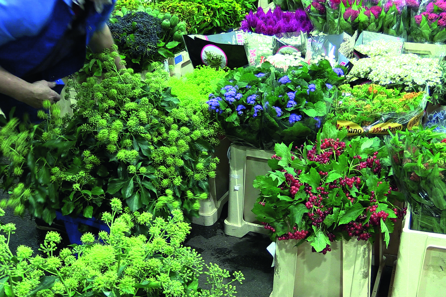 Man sieht einen klassischen Großhändler:innen-Blumenstand in Nahaufnahme, viele Plastiktröge, die vollgefüllt mit Blumen sind